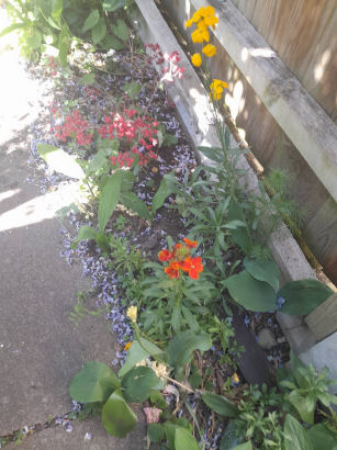 flowers
